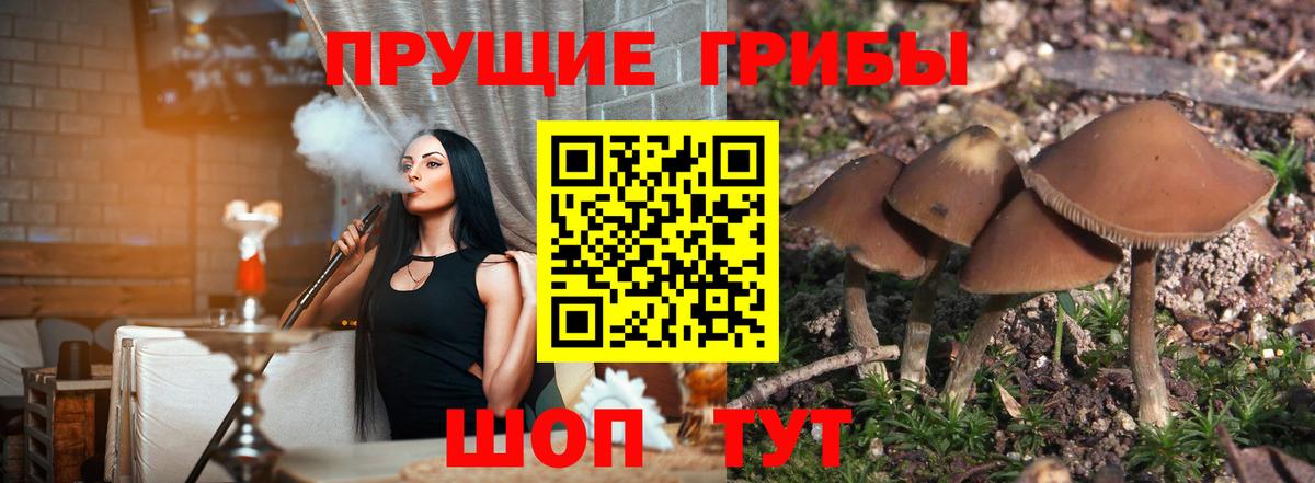 Красный Сулин  Галлюциногенные грибы Psilocybe  Вход с VPN  Галлюциногенные грибы прущие грибы 